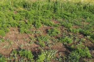 Продается участок в с. Агробаза