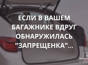 Если в багажнике вашего авто вдруг обнаружилась запрещенка...
