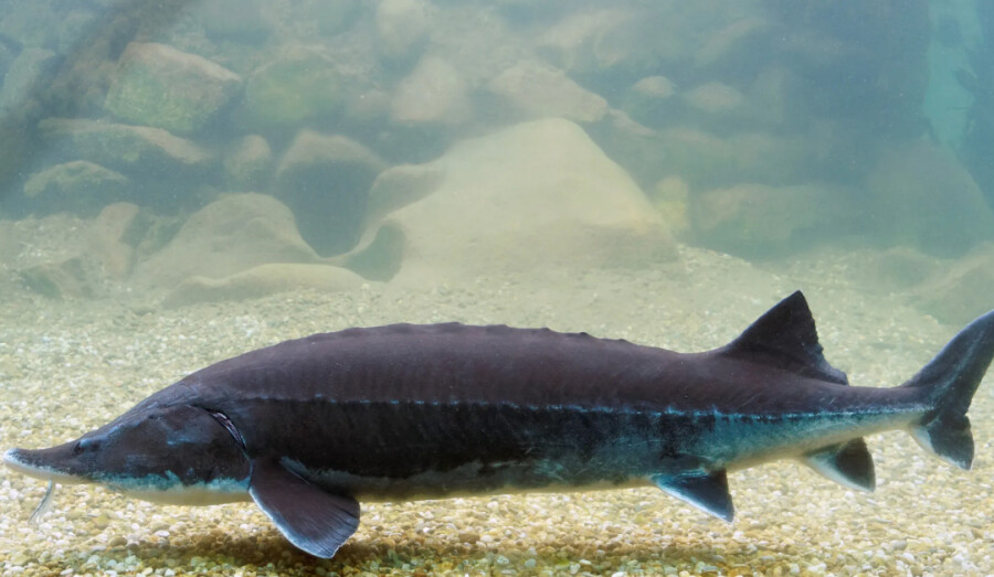 В 2026 году в Азовское море выпустят до 400 тысяч штук молодой белуги