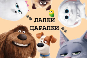Зоомагазин ЛАПКИ-ЦАРАПКИ на пер. Транспортный