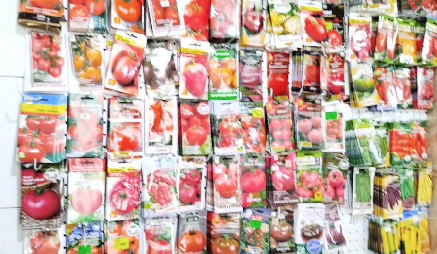 Семена томатов ( помидор )